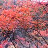 ４２年前の悲劇が崔順実事件の始まりだった